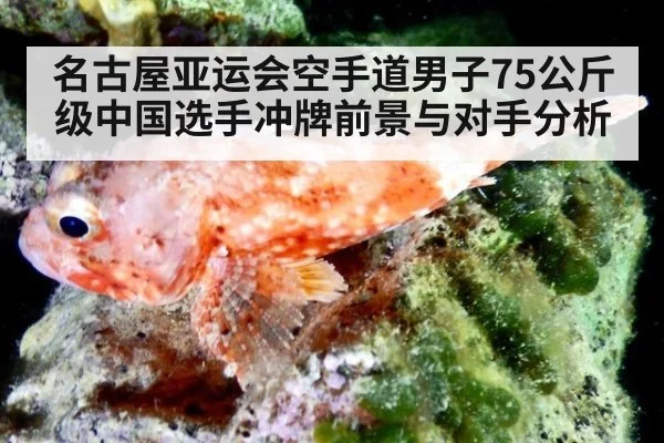 名古屋亚运会空手道男子75公斤级中国选手冲牌前景与对手分析